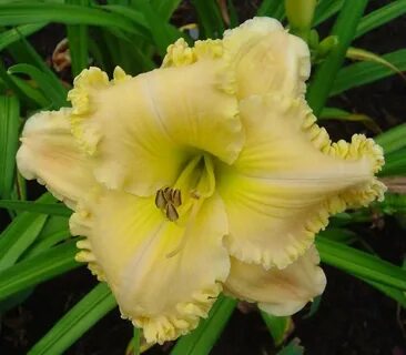 PlantFiles Pictures: Daylily 'Spacecoast Passion Released', 