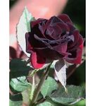 Розы Черный Принц Фото Описание - Фото