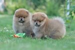 pomeranian puppies ♥ ♥ ♥ #dogs #dogsperts #pets #love #doglo