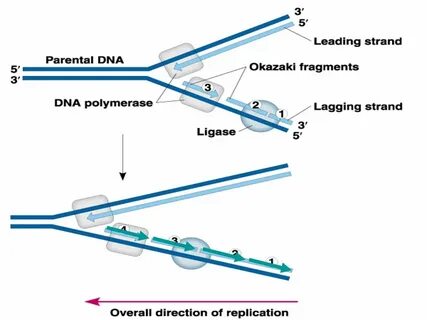 Bioflix Activity Dna Replication Dna Replication Diagram - H