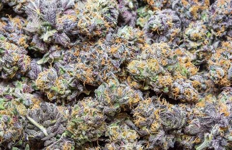 Strain Review: God's Gift Cannabis Now