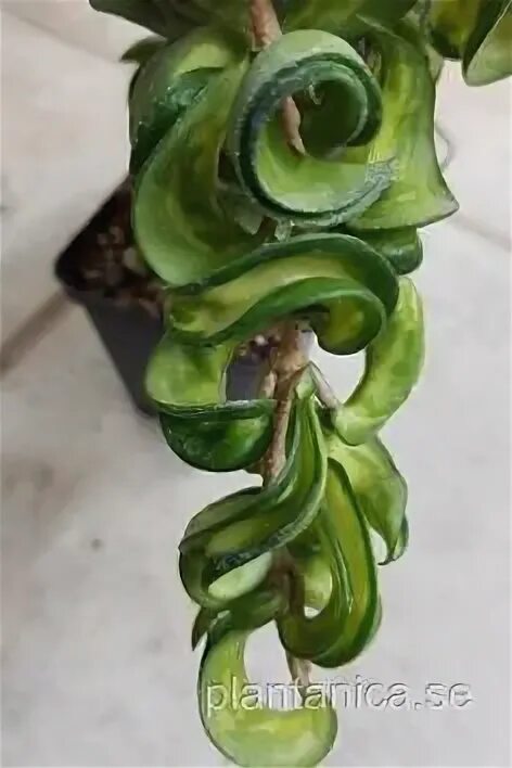 Hoya pubicalyx "red buttons" Flowers, Button flowers, Plants