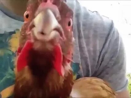 My chicken hates being filmed - GIF on Imgur