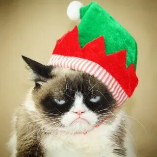 Merry Grumpy Christmas! Grumpy cat christmas, Cat stuff prod