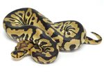 Clown Spotnose - Morph List - World of Ball Pythons