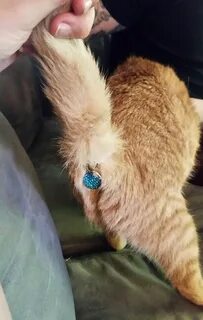 Twinkle Tush Covers Your Cat’s Butt With a Jewel