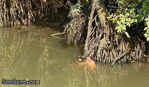 Crocodile showing off its 13-year-old-girl food - SeeGore