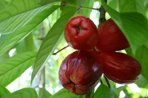 Fruta tropicales: Pomarrosa Kuai Nabaida Rosas de manzana, F