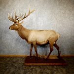 Elk Mount Size Related Keywords & Suggestions - Elk Mount Si