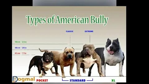The Difference Between The American Pittbull Terrier And The