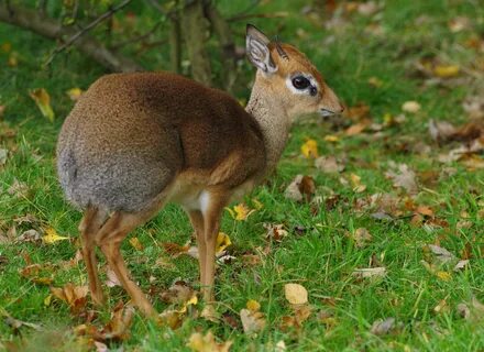 Kirk’s dik-dik Dik dik, Animals wild, Animals