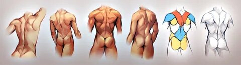 Male Back Study by Kawiku on DeviantArt Human anatomy drawin