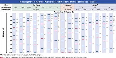 PageRuler ™ Prestained Protein Ladder Plus ABO - odczynniki 