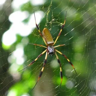 The Golden Silk Orb-Weaver, or more commonly known as the Ba