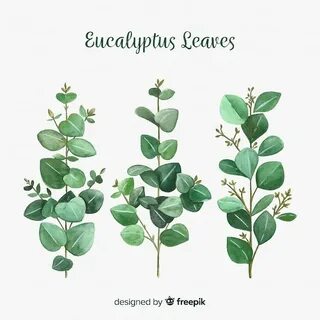 Eucalyptus Leaves Svg - Layered SVG Cut File - Download All 