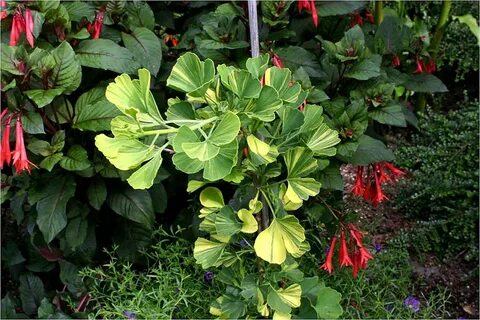 Ginkgo Biloba 'Majestic Butterflies' - Black Gold