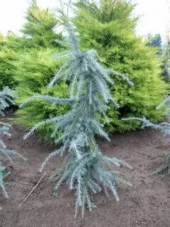 Cedrus deodara 'Blue Snake' Wholesale Nursery Supplies & Pla