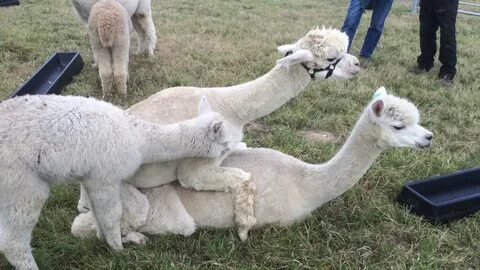 How To Breed Llamas - HWIA