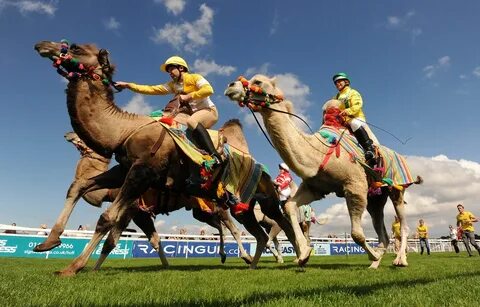 It’s official - Beverley Races is a sure bet for a great day