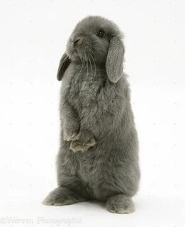 Grey lop Cute baby bunnies, Cute bunny pictures, Cute baby a