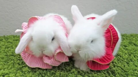 Baby Bunny Lovers Dress Up & Kiss! Baby bunnies, Bunny lover