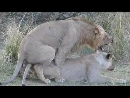 When Simba became The Lion King . . - YouTube