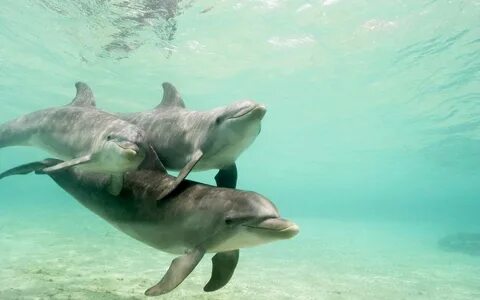 Happy Dolphins