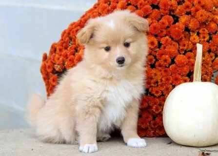 pomeranian spitz mix for sale Online Shopping