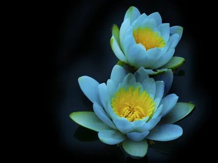 water lily 1920x1440 Wallpaper Water lilies, Water lily cand