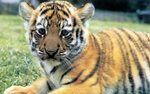 tiger - - Image Search Results Cute tiger cubs, Cute baby an