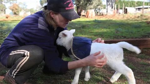 Peter Pan the Lamb Happily Wiggles His Tail When Pet or Fed