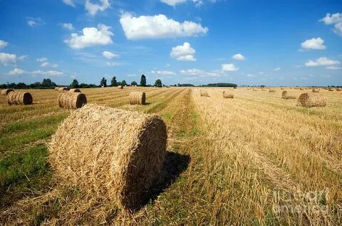 Haystacks in the field Photograph by Michal Bednarek