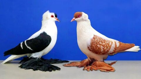 Amazing Fancy Pigeon Farm Most Beautiful Exotic Pigeon In Th