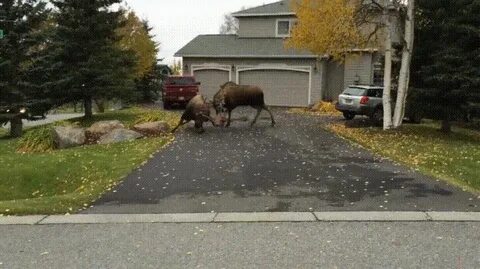 moose fighting in my backyard - GIF on Imgur