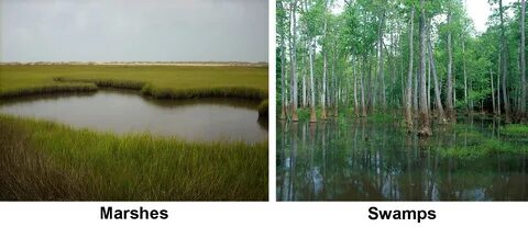Wetlands Physical Geography