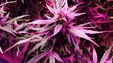 S3:E9 Autoflower Cannabis grow, featuring Purple Kush, Dark 
