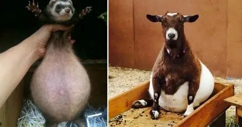 50+ Cute Animals Who Are Very Pregnant Right Now - Pulptasti