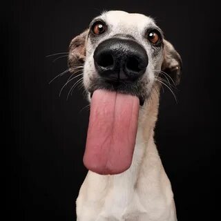 Dog Portrait Photography Captures the Many Personalities of 