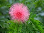 How to Grow and Care for Powder Puff Plants - World of Flowe