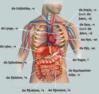 Немецкий язык Menschlicher körper anatomie, Biologie unterri