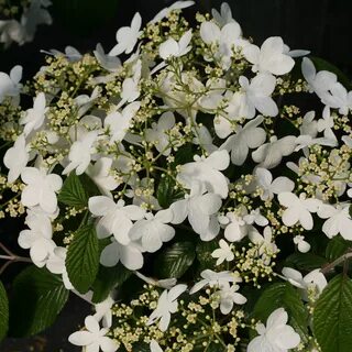 Viburnum WABI-SABI - PWCC - 8 Jumbo Pot