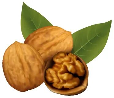 Library of walnuts clipart library download png files ► ► ► 