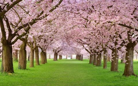 Скачать обои деревья, розовая, красота, весна, лепестки, алл