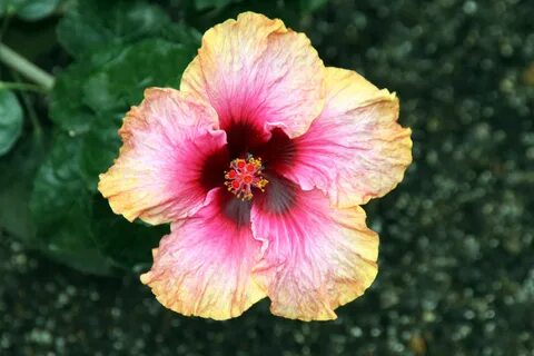 File:Hibiscus rosa-sinensis Erin Rachel 0zz.jpg - Wikimedia 