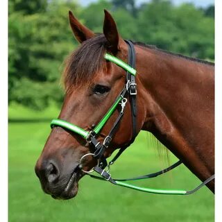 Shop Top Quality Halter Bridles with Reflective Day GLO from