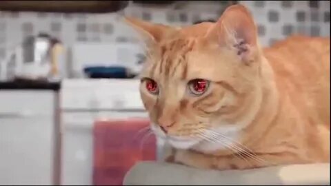 Cat laser eyes - YouTube