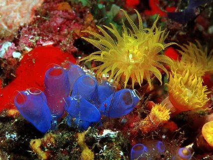 Sea squirt flower