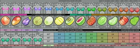 Boob sizes compared to fruits