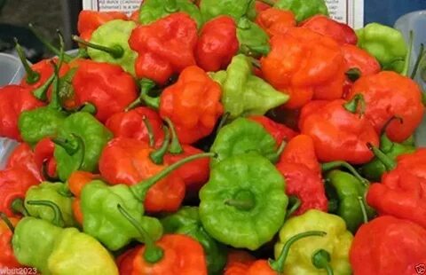 Amazon.com: aji dulce peppers