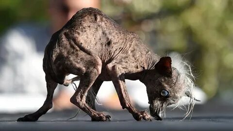 The World's Ugliest Dog And The Case Of The Libelous Oozing 